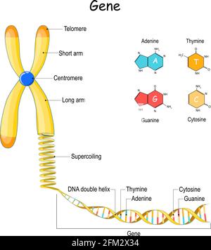 séquence génomique. Du chromosome au surbobinage, à l'ADN et au gène. Télomère. Illustration vectorielle. Formule structurale de l'adénine, de la cytosine et de la thymine Illustration de Vecteur