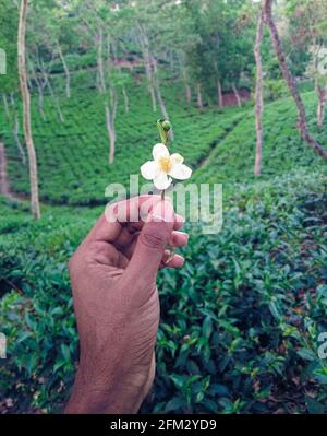 Photo de paysage de jardin de thé avec une fleur de thé blanc à Sylhet , Bangladesh . Banque D'Images