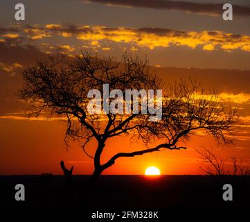 Silhouette d'un arbre au coucher du soleil dans la brousse, Afrique du Sud Banque D'Images