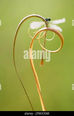 Gros plan d'un damselfly sur un tentril spiralé, Indonésie Banque D'Images