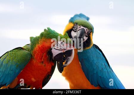 Portrait de deux oiseaux de Scarlet Macaw sur une branche, Indonésie Banque D'Images