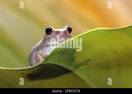 Litoria rubéole grenouille d'arbre sur une feuille verte, Indonésie Banque D'Images