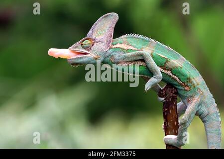 Chameleon voilé en collant sa langue prête à attraper des proies, Indonésie Banque D'Images