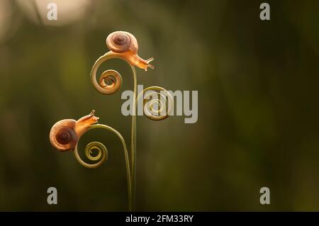 Deux escargots sur un tendril en spirale, Indonésie Banque D'Images