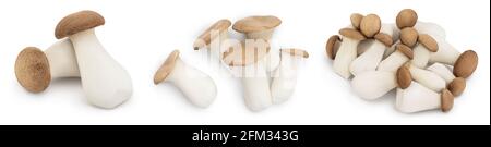 King Oyster champignon ou Eringi isolé sur fond blanc . Set ou collection. Banque D'Images