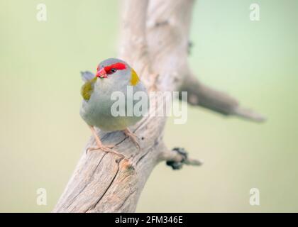 finch brun rouge (Neochmia temporalis) perché sur la branche, Australie Banque D'Images