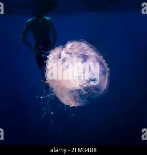 Méduse à la couronne blanche et brillante dans l'eau bleu profond avec ronfler dans la silhouette au-delà. Banque D'Images