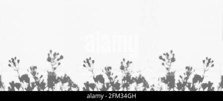 ombres de fleurs sur le mur blanc Banque D'Images