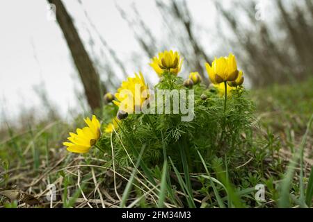 Printemps adonis fleur dans les champs et les collines, Ukraine. L'œil du faisan pousse dans le pâturage des moutons au début du printemps. Grandes fleurs jaunes. Banque D'Images