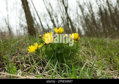 Printemps adonis fleur dans les champs et les collines, Ukraine. L'œil du faisan pousse dans le pâturage des moutons au début du printemps. Grandes fleurs jaunes. Banque D'Images