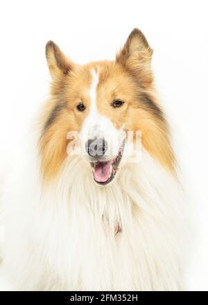 Sable et White American Collie Dog sur fond blanc Banque D'Images