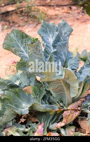 Image d'une plante de l'espèce Brassica oleracea var. Capitata qui fournit un chou pour chaque plante Banque D'Images