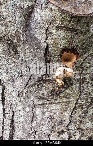 Champignon de l'arbre et preuve de l'activité récente du pic sur an Vieux arbre le long du front de mer Steveston en Colombie-Britannique Canada Banque D'Images