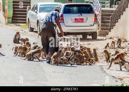 Mt POPA, MYANMAR - 8 DÉCEMBRE 2016 : alimentation des macaques près du temple de Mt Popa, Myanmar Banque D'Images