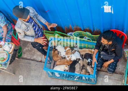 YANGON, MYANMAR - 16 DÉCEMBRE 2016 : chiots à vendre dans le centre de Yangon. Banque D'Images