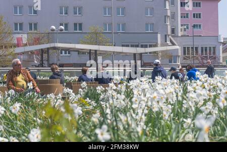 Graz, Autriche-25 avril 2021 : les gens se détendent et profitent d'une journée de printemps ensoleillée près d'un jardin de jonquilles blanches dans le parc. Mise au point sélective Banque D'Images