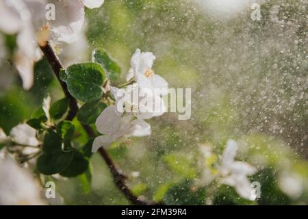 Belles fleurs blanches d'un Apple sur une branche et de petites feuilles vertes. Banque D'Images