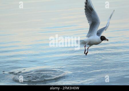 La mouette à tête noire avec des ailes étalées se soars sur la surface bleue agitée du lac avec un poisson dans son bec. Chroicocephalus ridibundus. Banque D'Images