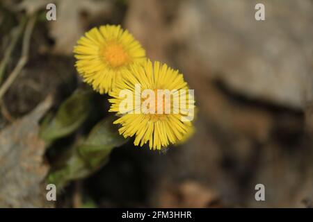 Coltsfoot, colt's-foot, Tussilago farfara. Des fleurs jaunes lumineuses et ensoleillées de coltsfoot dans une forêt d'automne se collade de près. Fond de ressort jaune Banque D'Images