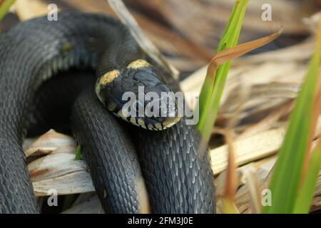 Natrix natrix ou serpent d'herbe. Faites un gros plan sur l'herbe sèche. Banque D'Images