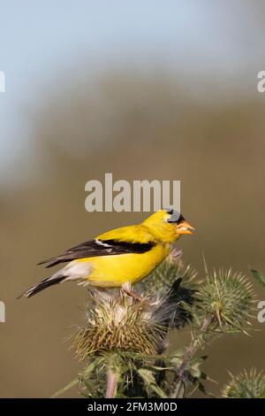 Un mâle américain Goldfinch (Spinus tristis) tenant une graine de chardon dans le bec après l'avoir extrait de la tête de semence Banque D'Images