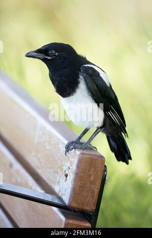 Tourte à bec noir juvénile perçant sur le banc du parc (Pica hudsonia) Banque D'Images