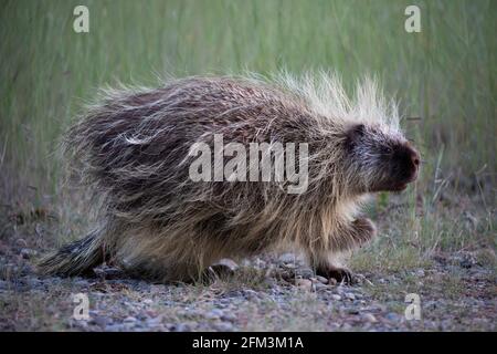 Porcupine (Erethizon dorsatum) marchant dans les prairies Banque D'Images