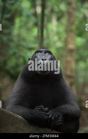 Portrait d'un macaque à cragoût noir de Sulawesi (Macaca nigra) alpha mâle qui semble toujours montrer la confiance, le calme et, étonnamment, les gestes aimables tout en étant autour des humains dans la forêt de Tangkoko, au nord de Sulawesi, en Indonésie. Il a grandi et a atteint le rang supérieur de la troupe sans certains de ses doigts de gauche qui ont perdu par accident. Selon une équipe de scientifiques dirigée par Christof Neumann dans un article scientifique publié en août 2013, un macaque à crête mâle « se montre souvent fort face à une situation menaçante ». Banque D'Images