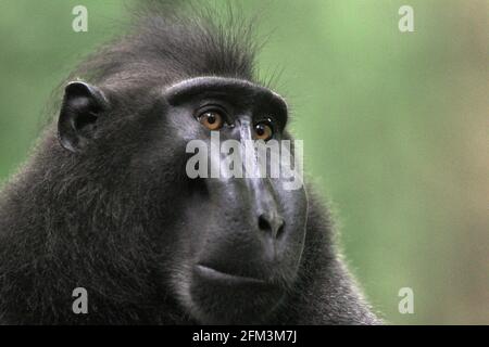 Portrait d'un macaque à cragoût noir de Sulawesi (Macaca nigra) alpha mâle qui semble toujours montrer la confiance, le calme et, étonnamment, les gestes aimables tout en étant autour des humains dans la forêt de Tangkoko, au nord de Sulawesi, en Indonésie. Il a grandi et a atteint le rang supérieur de la troupe sans certains de ses doigts de gauche qui ont perdu par accident. Selon une équipe de scientifiques dirigée par Christof Neumann dans un article scientifique publié en août 2013, un macaque à crête mâle « se montre souvent fort face à une situation menaçante ». Banque D'Images