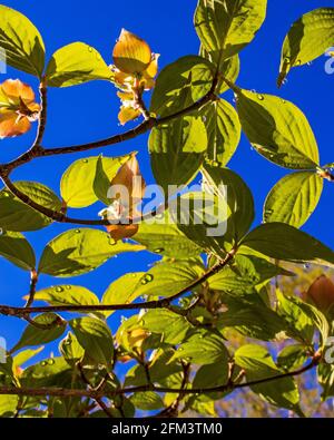 Les feuilles vertes d'un cornouiller au printemps, avec des gouttes de rosée qui les pendent Banque D'Images