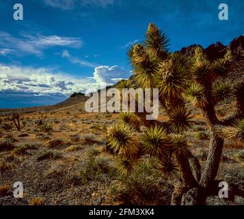 Joshua Tree Bloom, Sheep Range, Desert National Wildlife refuge, Nevada Banque D'Images