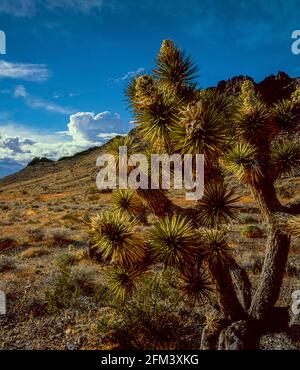 Joshua Tree Bloom, Sheep Range, Desert National Wildlife refuge, Nevada Banque D'Images