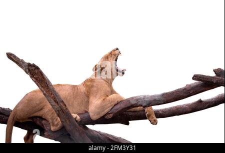 Lion isolé sur fond blanc, une femelle bâillant sur un grand brunch d'un arbre. Le lion paresseux est bâilleux tout en se reposant sur un arbre. Banque D'Images