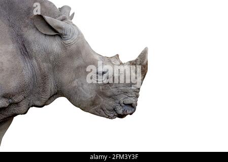 Tête de Rhino isolée et rapprochée, vue latérale ou profil de Rhino gris sur fond blanc. Banque D'Images