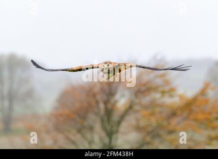 Red kite, Milvus milvus, Marlborough Downs, Wiltshire Banque D'Images