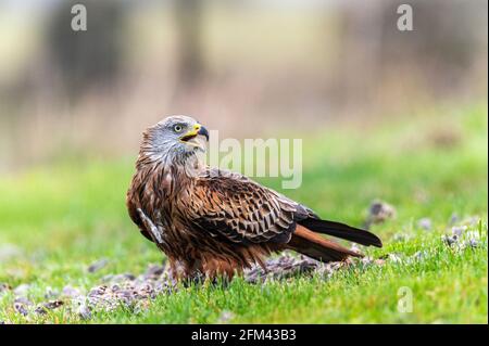 Red kite, Milvus milvus, Marlborough Downs, Wiltshire Banque D'Images