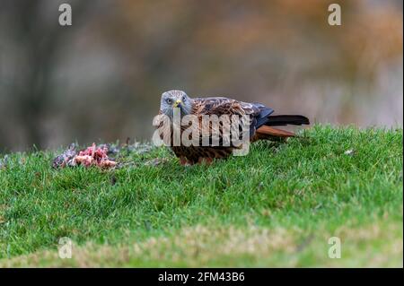 Red kite, Milvus milvus, Marlborough Downs, Wiltshire Banque D'Images