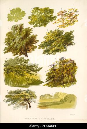 Exemples de feuillages tirés du livre la théorie et la pratique de la peinture de paysage en aquarelles illustrées par une série de vingt-six dessins et diagrammes en couleurs et de nombreuses coupes de bois de Barnard, George, 1807-1890 publié en 1885 par George Routledge et Sons London Banque D'Images