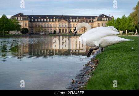 Stuttgart, Allemagne. 06e mai 2021. Un cygne monte dans l'Eckensee en face du nouveau château. Credit: Marijan Murat/dpa/Alamy Live News Banque D'Images