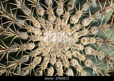 Cactus gros plan. Motif et texture d'une aiguille de cactus verts poussant dans le désert ou à la maison. Concept de plantes de maison. Photo de haute qualité Banque D'Images