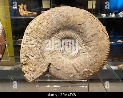 Ammonites, sous-classe des mollusques céphalopodes éteints Banque D'Images