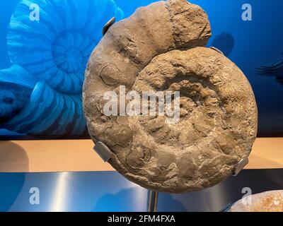 Ammonites, sous-classe des mollusques céphalopodes éteints Banque D'Images