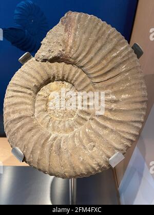 Ammonites, sous-classe des mollusques céphalopodes éteints Banque D'Images