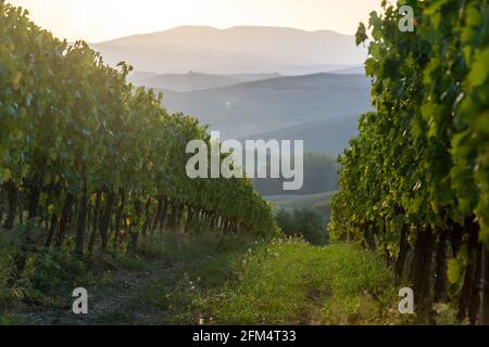 Un domaine de raisin pour le vin. Collines des vignobles. Paysage d'automne avec des rangées de vignobles. Toscane, Italie. Banque D'Images