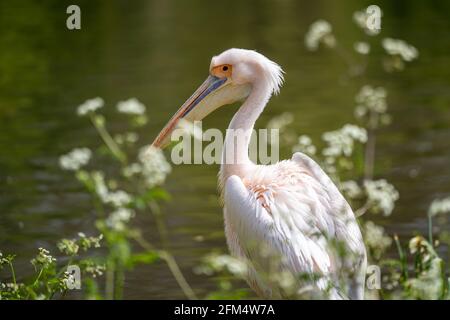 Portrait d'un Grand Pelican blanc sur la rive d'un grand lac en été. Faune et flore dans un environnement vert naturel. Banque D'Images