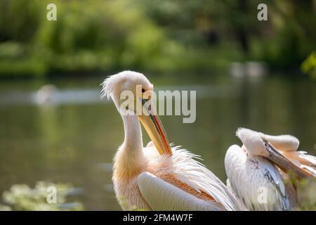 En été, deux grands pélicans blancs sont vus nettoyer des plumes sur la rive d'un grand lac. Faune et flore dans un environnement vert naturel. Banque D'Images