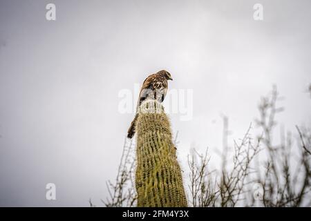 Un jeune Harris Hawk est assis sur un cactus Saguaro Banque D'Images