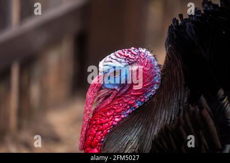 Un gros plan de la tête rouge et bleue d'un dinde mâle noir dans une ferme. Élevage écologique de la volaille. Photo prise par temps nuageux, lumière douce. Banque D'Images