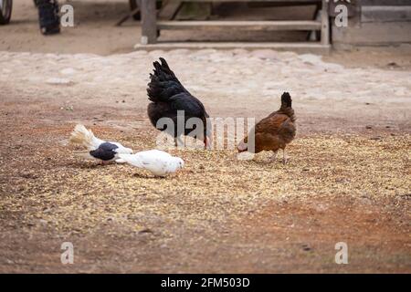 Un groupe de poulets et de pigeons creusent dans le sol à la recherche de nourriture dans une ferme. Élevage écologique de la volaille. Photo prise par une journée nuageux, douce l Banque D'Images