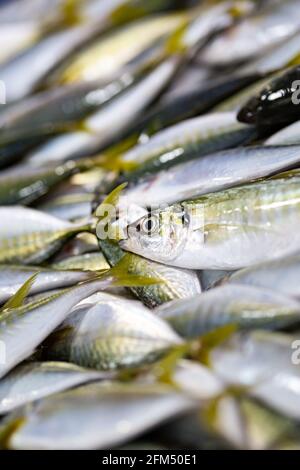 Poisson frais pêché dans un marché traditionnel à Bornéo, en Malaisie, en Asie du Sud-est Banque D'Images